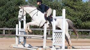 Ascend the heights of equestrian jumping.